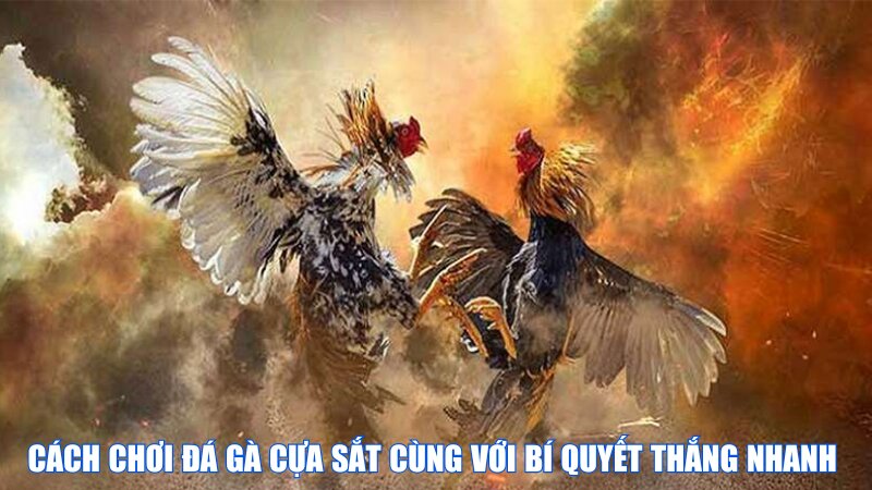 Đá Gà Cựa Sắt 2025: Luật Chơi, Cách Chọn Gà, Địa Điểm Uy Tín